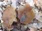 Bordás serleggomba (Helvella acetabulum), Budai-hegység